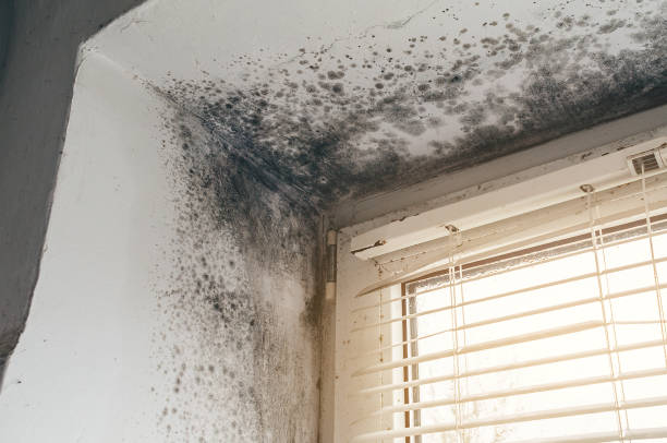 Affordable Hvac And Air Duct Mold Remediation solutions in Martinsville, VA